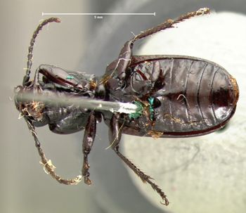 Media type: image;   Entomology 5604 Aspect: habitus ventral view